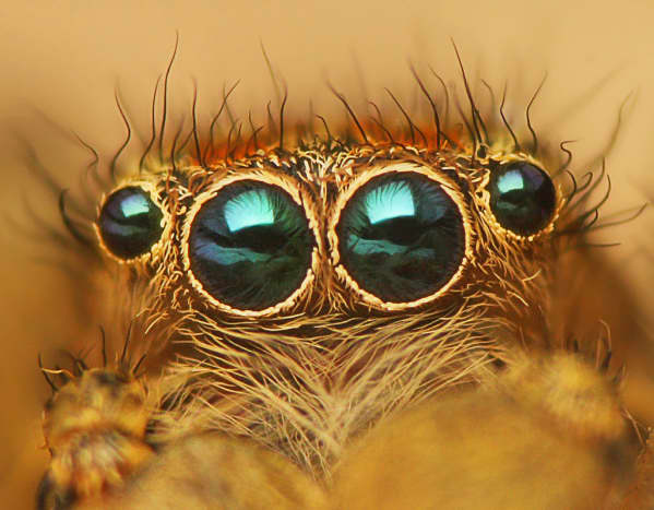 Eyes of Jumping spider - Marpissa radiata.