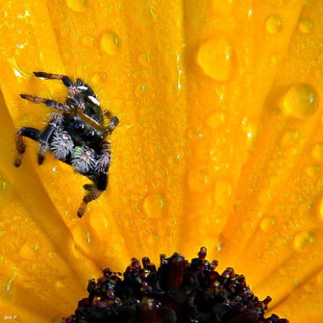 Oompa the dewdrop-sized jumping spider patiently waits for something tasty to land on her flower.