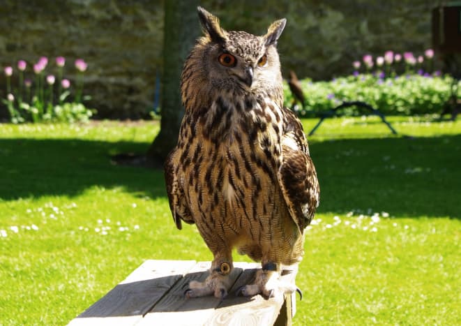 eurasian-eagle-owl-facts-pictures-and-other-triva