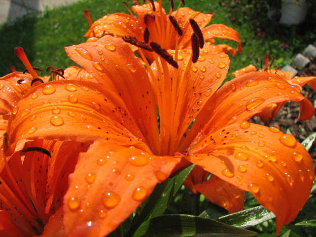 Tiger lily after rain.