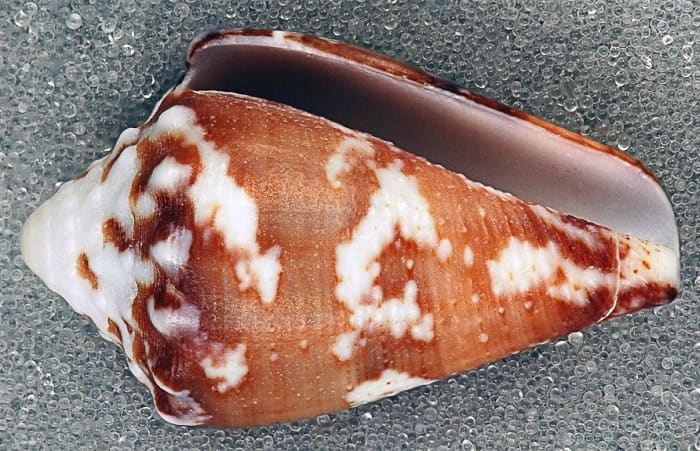 Conus regius or the royal cone snail