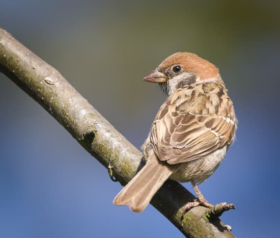 A tree sparrow perched on a branch