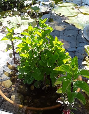 Be sure that the leaves of terrestrial mint is not submerged. Here the pot was placed in pond so the leaves are sticking out of the water.