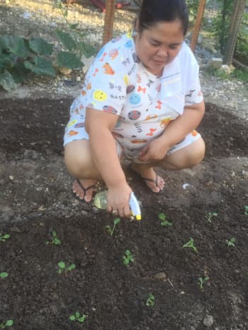 My mother watering the newly planted pechay (Chinese cabbage).