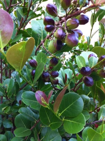 Florida Landscape Hedge: The Cocoplum Plant - Dengarden