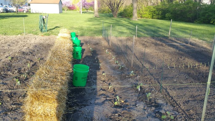 My straw bale garden: April 4, 2016. Bales with my warm water buckets and some broccoli and cabbage planted in the soil the normal method.
