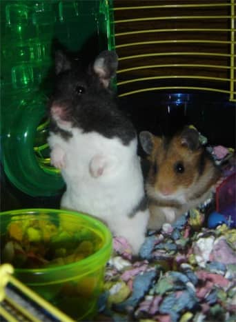 Pebbles and Rocky (Generally, two Syrian hamsters should not be housed together.)
