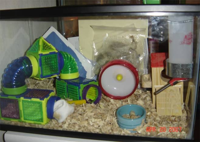 Syrian Hamster Care - Reptile Cymru