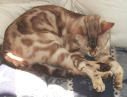Adult female marbled snow Bengal (Sophra).