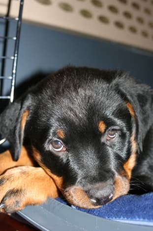 Rottweiler puppy in a crate.