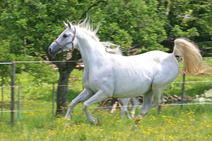 арабская лошадь