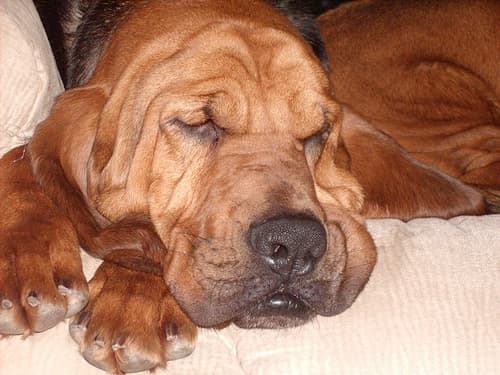 A Bloodhound wide awake.