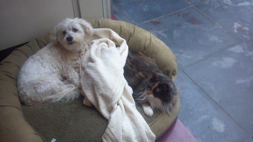 Maltese dogs are so small they can share any space with a cat.