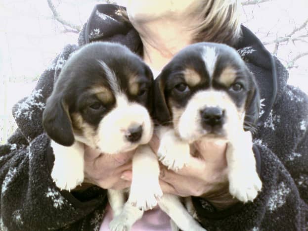Beagles are cute when they are puppies.