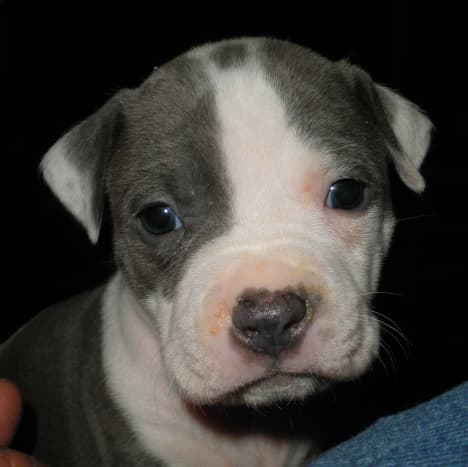 American Staffordshire Terriers aka pit bull puppies