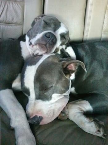  Roxie and Stunna, American Staffordshire Terriers aka pit bull dogs (blue-
nose)