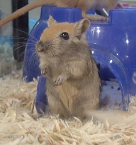 Gerbils are sociable rodents and urinate less than other small pets!