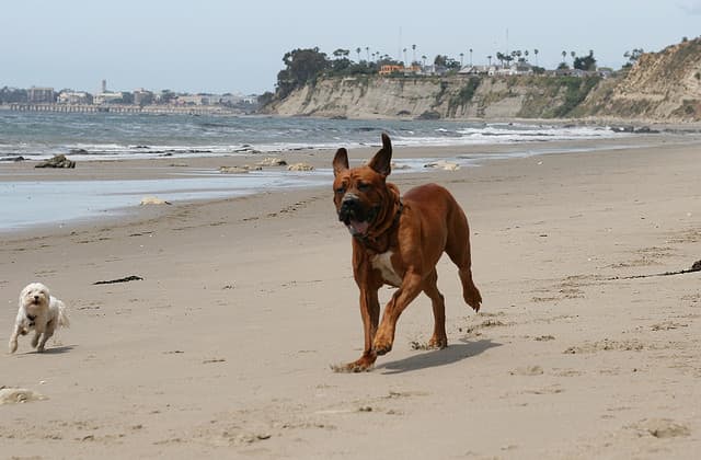 A Tosa Inu running on the beach.