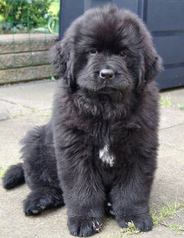A Newfie at 8 weeks.