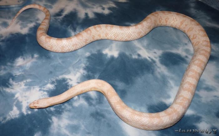 Adult snow corn snake.  I own this snake. 