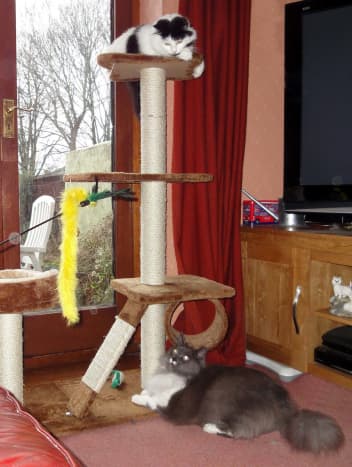 Greebo and Dippy play on the cat tree and with dangly things on sticks (cat toys).