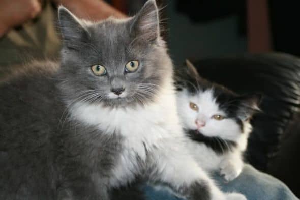 half-breed-maine-coons