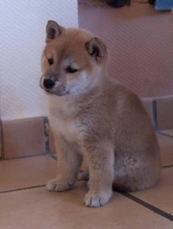 Shiba Inu may not bark much, but they can be very vocal.