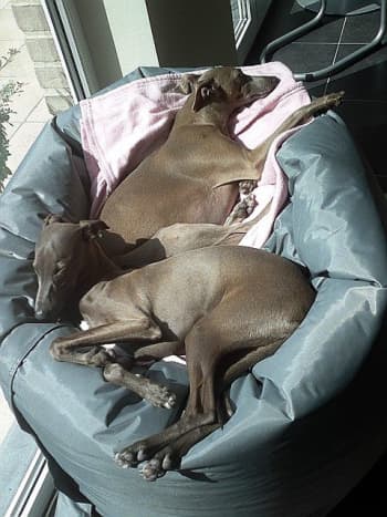 When Italian greyhounds sleep, they do not bark.