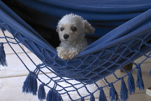 White toy poodles look good in a hammock.