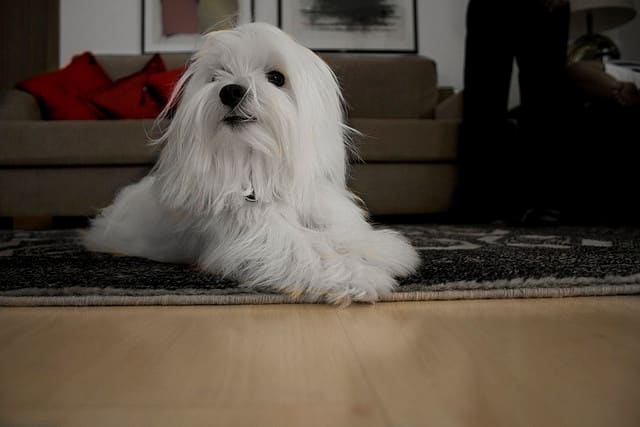 Some Maltese have even been known to sit on the ground, but only when carpeted.