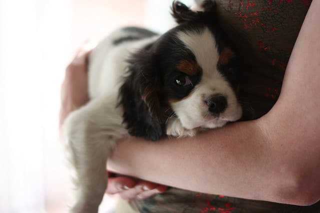 Cavalier King Charles Spaniels like to be cuddled.