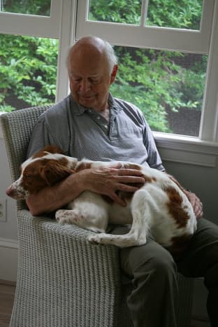 The Brittany is an affectionate dog.