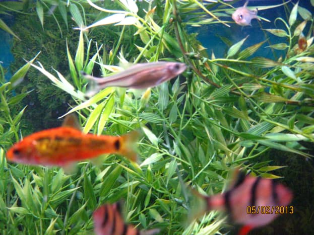 Gold Barb at left of photo