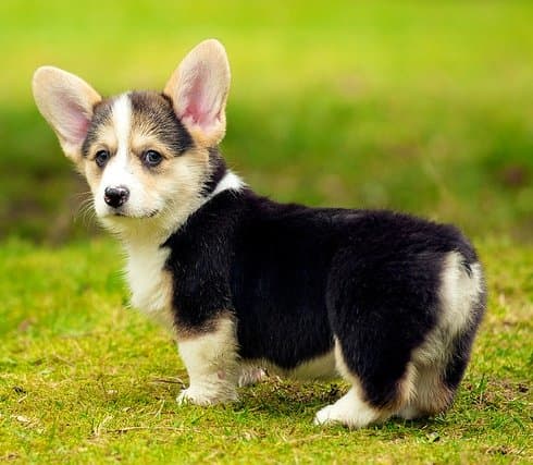 Is it the ears? The tiny tail? The stumpy legs? Corgis are the cutest!