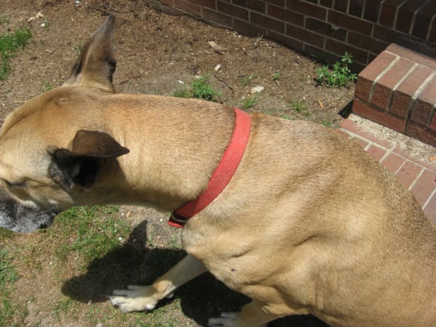Nylon dog collars tend to fade over time.