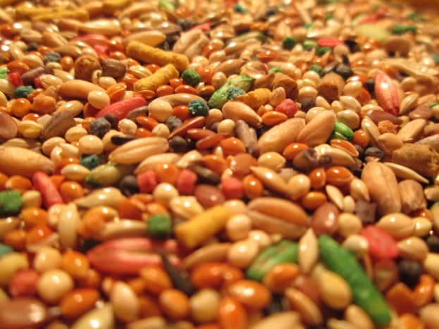 A typical seed mixture has several types of seeds blended together with some artificial food coloring added as well.