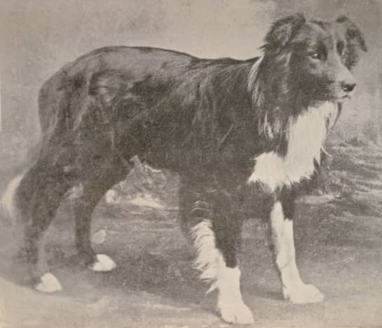 Old Hemp, father of the modern border collie.