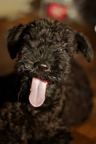 Kerry Blue Terrier owners report that their dogs have a sense of humor.