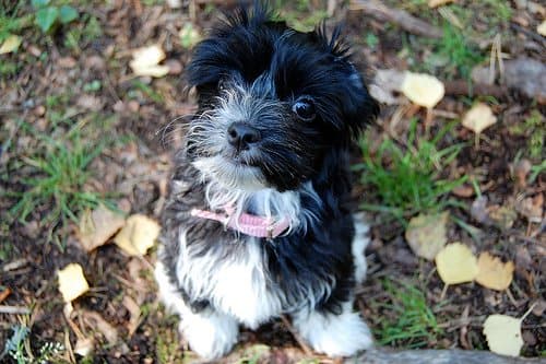 Havanese puppies typically grow up 11 inches in height with an average weight between 7&ndash;13 pounds.