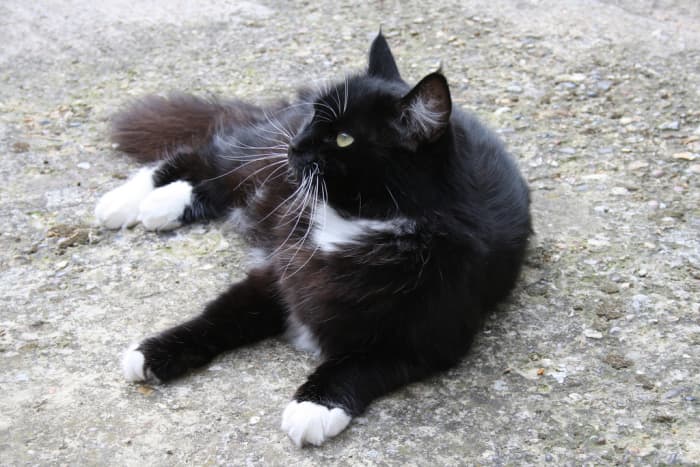 A black-and-white tuxedo cat.