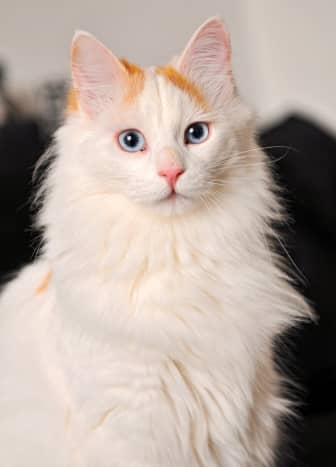 A Turkish Van with the titular pattern, visible on the top of the head.