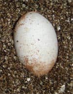 Egg right before hatching