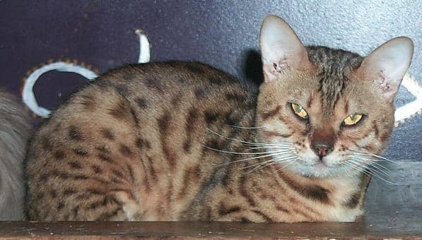 Coat Pattern: Spotted Tabby | Coat Color: Brown | Breed: Bengal