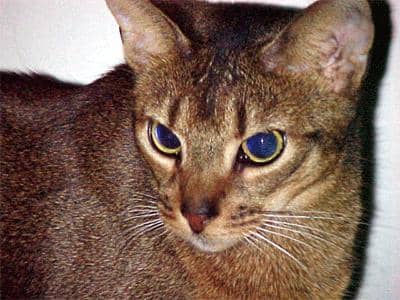 Coat Pattern: Ticked Tabby | Color &quot;Ruddy&quot; | Breed: Abyssinian