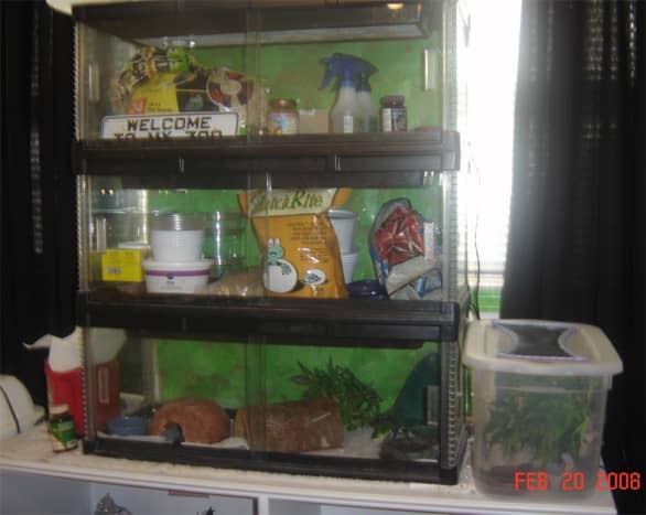 Incubation supplies in middle cage, other supplies in top. Male pet leopard gecko in bottom cage. Juvenile gargoyle gecko to right.