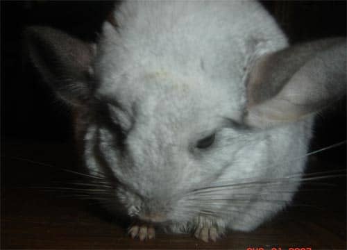 Chiko: August 31, 2007. Please excuse his dirty face. I was giving him syrup to boost his energy.
