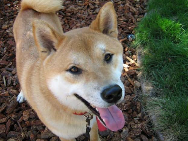 It is rare to find someone who can follow the no-eye-contact rule when a cute, foxy-looking Shiba Inu is asking for their attention.