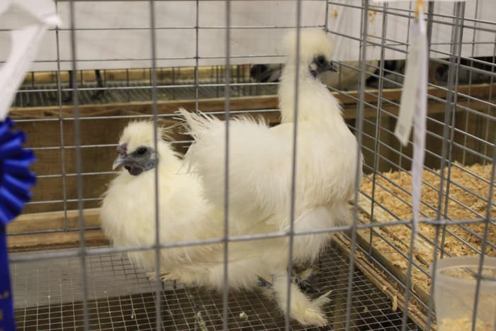 A Blue Ribbon for this young silkie pair.