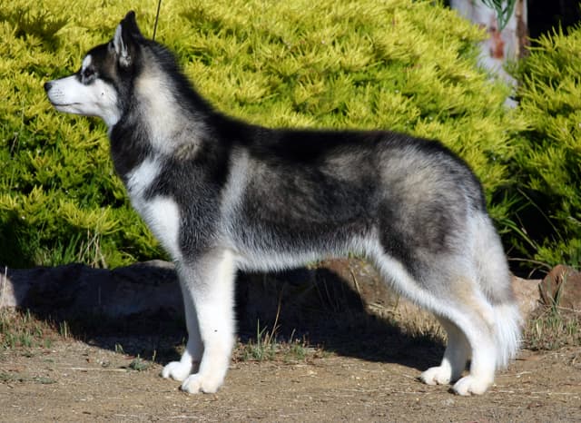 The &quot;plush&quot; coat of this Siberian adheres to the breed standard.