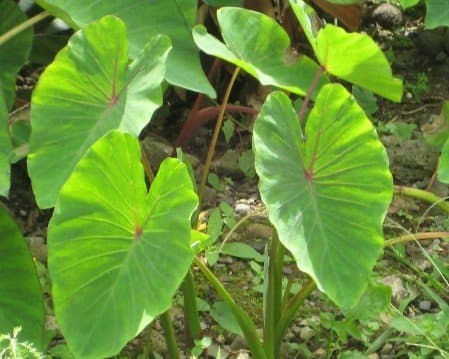 are taro plants poisonous to cats and dogs